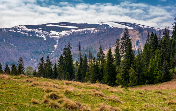 spruce forest at the foot of mountain ridge. beautiful springtime nature scenery in Carpathian alps