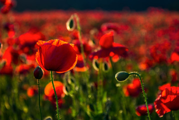 Obraz premium poppy flowers close up in the field. beautiful summer background