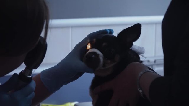 Veterinarian ophthalmologist checks the eyes of a dog, biomicroscopy. Biomicroscopy of the eye is method of examining the eye environments with the help of slit lamp. Veterinarian doing medical