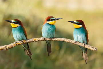 Fototapeta na wymiar Three birds perched on a branch