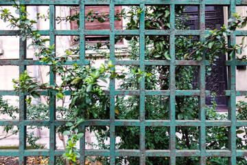 Old metal fence and wild plants