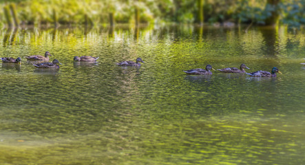 Wild ducks swimming in a pond