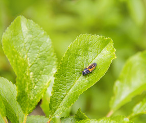 larva of a Ladybug