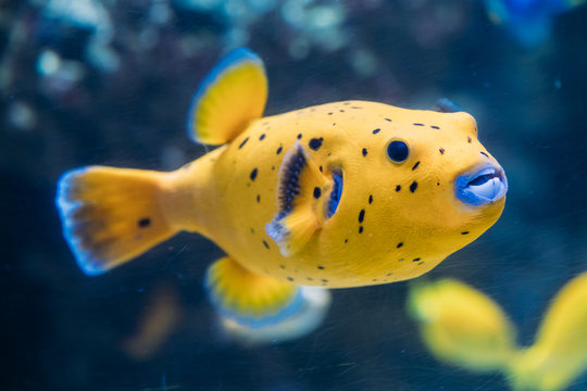 Dog-Faced Puffer" Images – Browse 396 Stock Photos, Vectors, and Video |  Adobe Stock