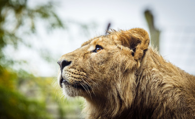 Fototapeta na wymiar Female lion with wet fur looking up