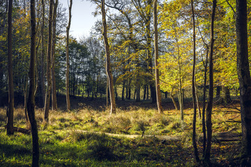 Trees with yellow leaves in the fall