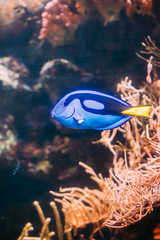 Fototapeta na wymiar Blue Tang Fish Paracanthurus Hepatus Swimming In Water. Popular 
