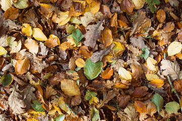 Many leaves in autumn colors on the ground