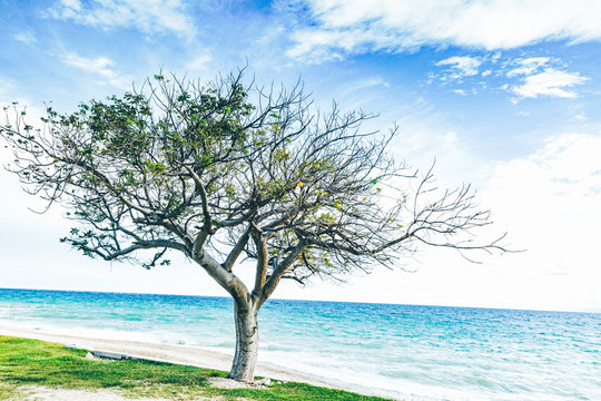 Tree of life haiti © PierreFrentz