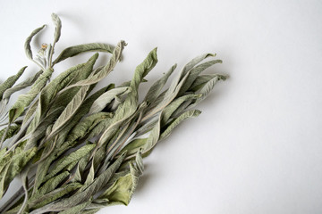 A dry grass of sage on a white background is a top view. Salvia officinalis.