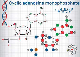 Fototapeta premium Cyclic adenosine monophosphate (cAMP) molecule, it is used for intracellular signal transduction . Sheet of paper in a cage. Structural chemical formula and molecule model