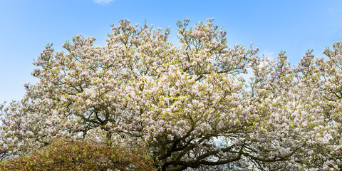Fototapeta premium Magnolia Tree with Blooming Flowers during Springtime in Englis