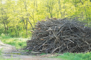 Springtime Forest Stacked Branches