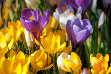 Obraz premium Crocus Flowers in Purple, Yellow and White