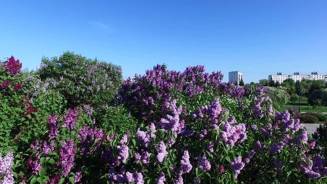Blooming lilac in the park