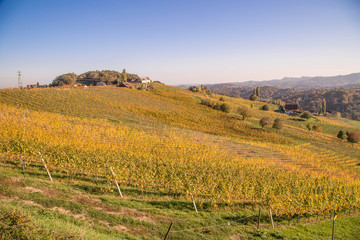 idyllische Weinberge im Herbst