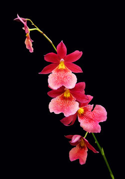 Fototapeta Branch of a red orchid Miltonia isolated on a black background.