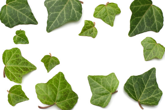 ivy leaves isolated on a white background. top view
