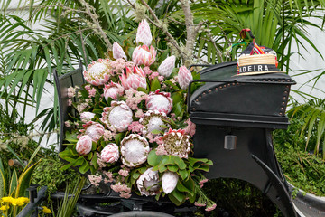 Madeira - Blumenfest - Koenigs Protea mit Kutsche und Madeira Hut