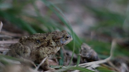 Toad, frog sitting in the grass