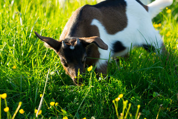 Young goats on the meadow in summer