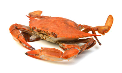 Crab on white background