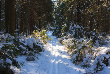 Fototapeta na wymiar spruce_forest