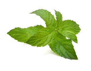 Fresh raw mint leaves isolated. Mint leaves on white background. Green mint leaves