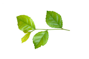 Streblus asper leaves with water drops on white background