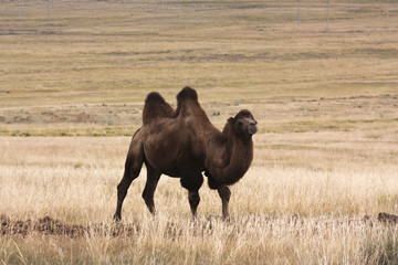 Camels on the way from Baikal to Gusinoozersk, Russia, Buryatia, 2008