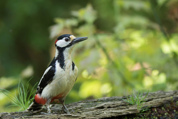 Great spotted woodpecker perched on a branch