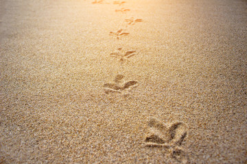 Traces of bird paws on the sand background