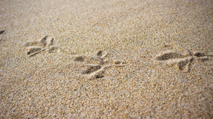 Fototapeta na wymiar Traces of bird paws on the sand background
