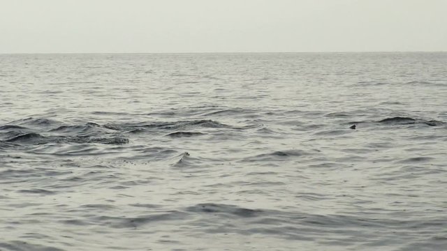 Pod of Wild Dolphins Swimming