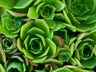 Succulents