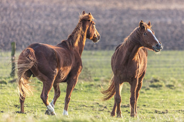 Fototapeta premium wiehrende pferde