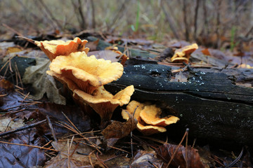 Wild moosrums in forest