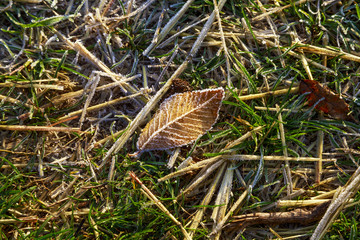Beautiful colorful fall leaves on a forest floor