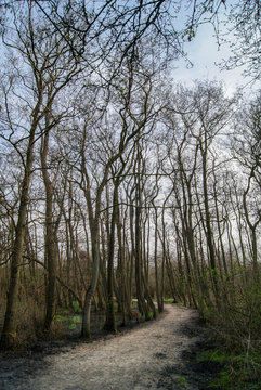 Path running through a forest