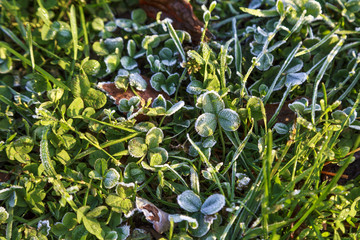 Beautiful colorful fall leaves on a forest floor