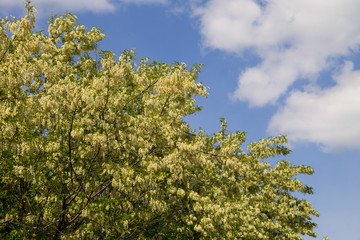 White acacia flower closeup (Robinia pseudoacacia). Acacia tree bloom