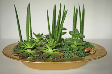 Metal plate with different succulents on light background