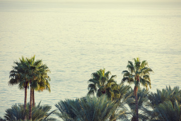 Fototapeta na wymiar Palm trees against the sea