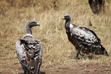 Rüppell's Griffon Vulture - Scientific name Gyps rueppellii. Two individuals on the ground scouting for a carcass. Masai Mara National Reserve, Kenya, East Africa