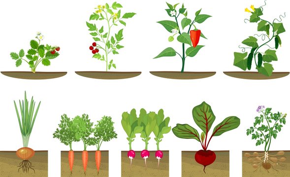 Set of different vegetables plant showing root structure below ground level on white background