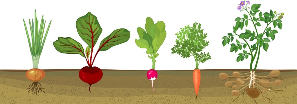 Different root vegetables growing on vegetable patch