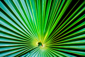 Obraz premium Tropical Palm Leaf with High Contrast Lines Radiating from the Center