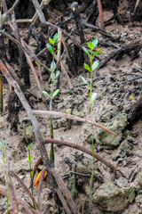 Two young sprouts of mangrove tree - scientific name Bruguiera gymnorhiza