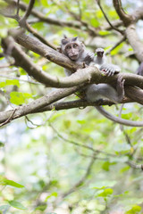 Fototapeta premium Longtailed macaque baby on the branch