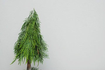 Decorative Green Christmas tree, Fir Branches, Winter Arrangement, isolated on gray background. Copy Space.